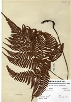 藏品(臺灣鱗毛蕨)的圖片